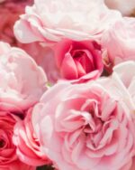 Clive Christian – Anniversary Collection – Iconic Feminine Parfum - immagine 5