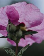 Clive Christian – Noble Collection - VII Rock Rose Parfum – Bild 4