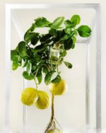 Liquides Imaginaires - Cedrat Tonic Eau de Parfum – Bild 2